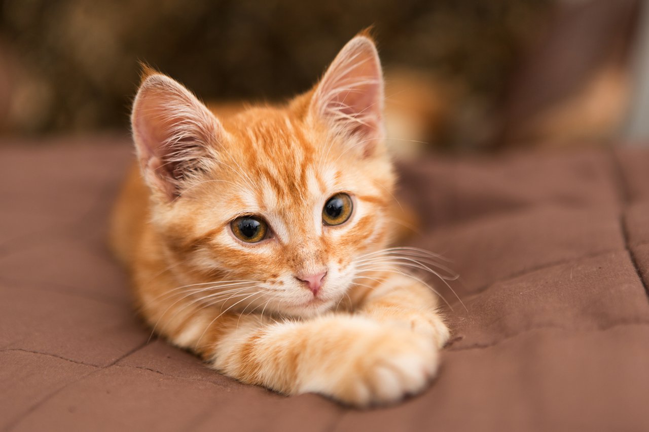 Small orange kitten lie on the bed